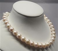 Padova - via Armistizio , 13/B - Collar Mazzucato Gioielli Mujer in Perlas Perla 25P5 - 25P5